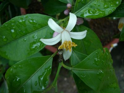 レモンの花と黒い虫 時の流れ