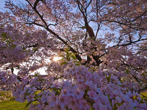 2008　桜・さくら・サクラ～♪、、、№２《４年に一度のお買い物…》_c0008502_1746423.jpg