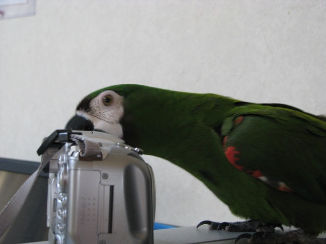 d0081210_132373.jpg
