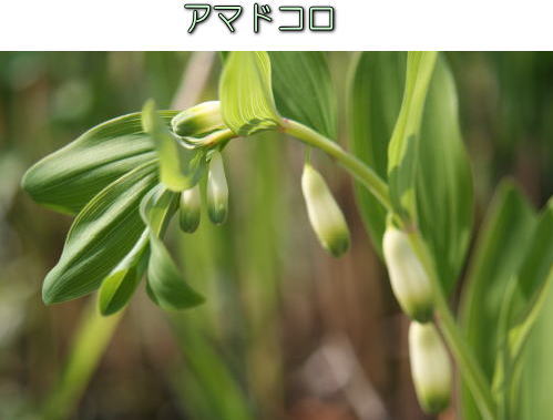 連休疲れを癒す_d0070316_21381228.jpg