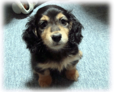 b0078030_23275670.gif