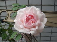 薔薇_e0065433_14205898.jpg