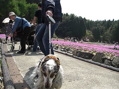 芝桜　花のじゅうたん_a0045636_193726.jpg