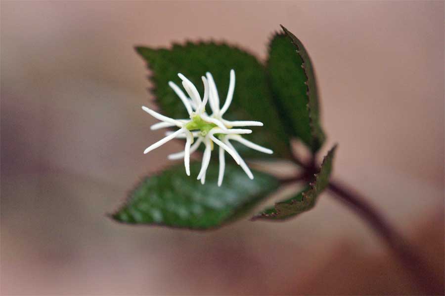 ヒトリシズカ 花言葉 静謐 自然を撮る 花と木 自然を撮る 植物編