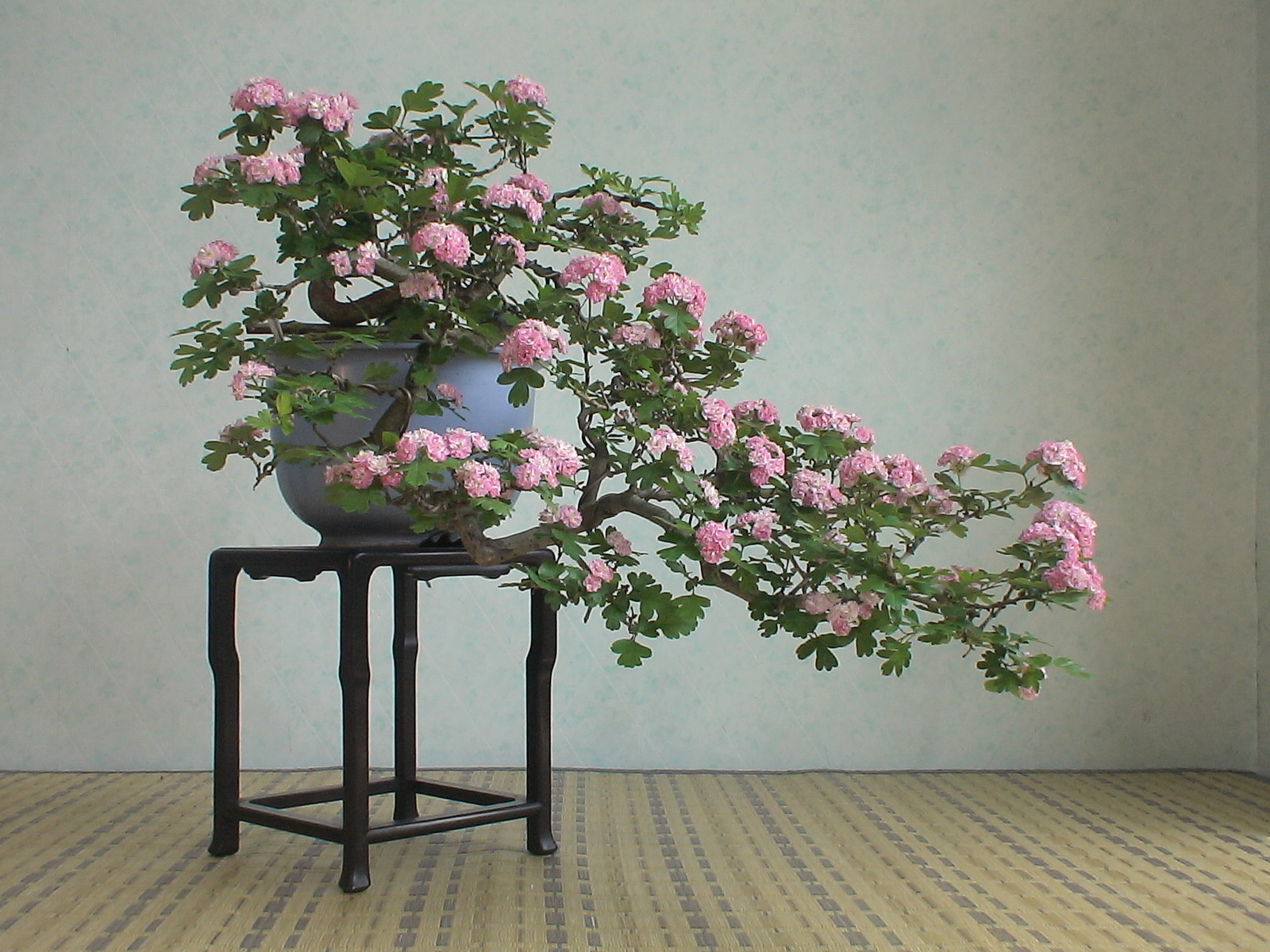 08 新緑薫風15 2 八重紅花山査子 サンザシ 盆草遊楽 08 新緑薫風15 2 八重紅花山査子 サンザシ 盆草遊楽
