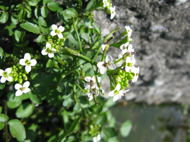 Water and flowers_c0157558_024174.jpg