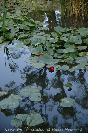 c0070460_116595.jpg
