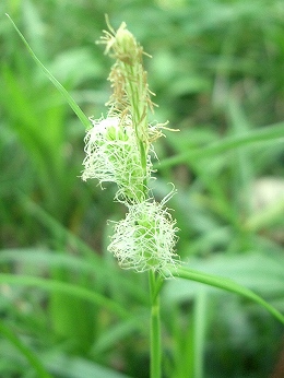 ヒゴクサ(肥後草、籤草)_c0085874_15364467.jpg