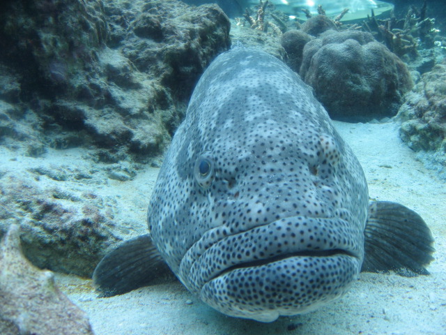 大好き・美ら海水族館_f0129187_022199.jpg