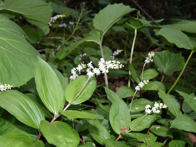 梵珠山～馬の神山の自然_a0007388_1742287.jpg