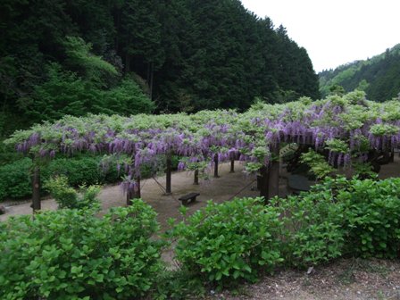 季節の花　　藤_f0106190_1361511.jpg