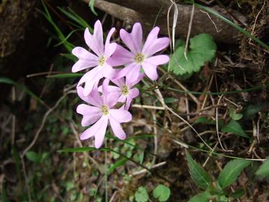 金時山の花　　Vol．　 ３５_e0024094_11325614.jpg