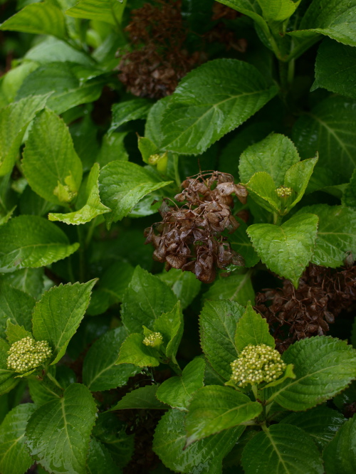 c0006928_22374056.jpg