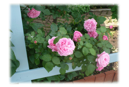 d0140329_222555.gif