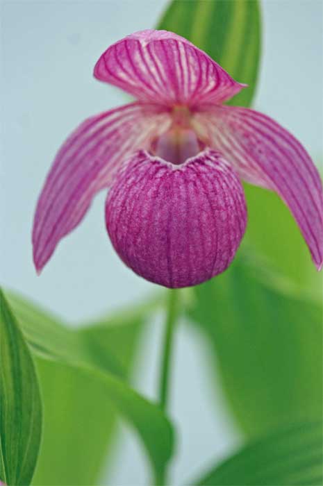アツモリソウ 花言葉 移り気ー 自然を撮る 花と木 自然を撮る 植物編