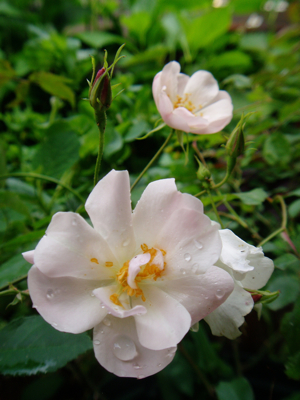 ＊今日のお気に入り薔薇_f0052869_1750328.jpg