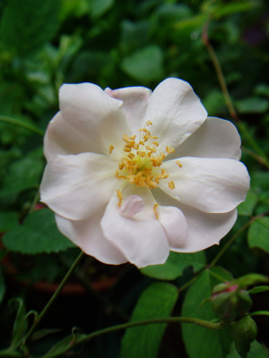 ＊今日のお気に入り薔薇_f0052869_1751459.jpg