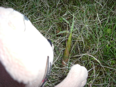 c0158573_1845192.jpg