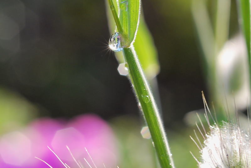 ５月１０日　庭の花から_c0112479_20521347.jpg