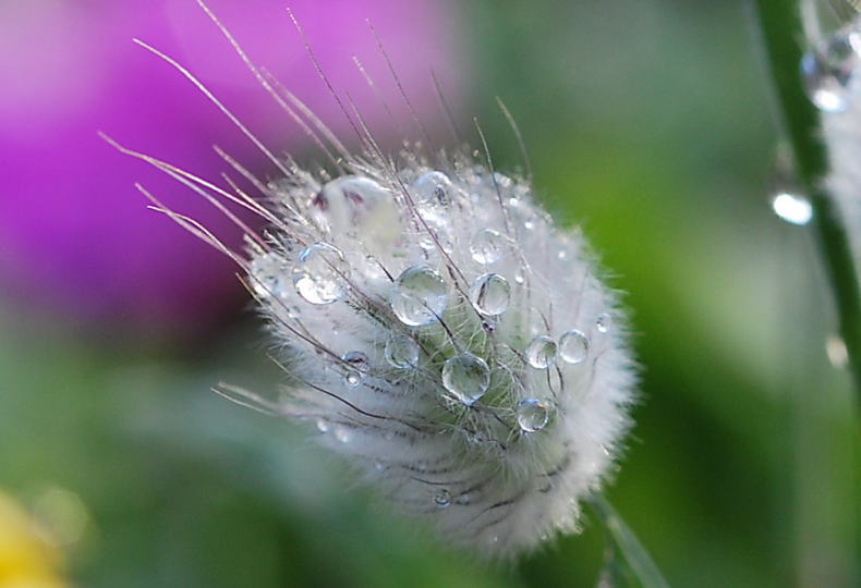 ５月１０日　庭の花から_c0112479_20541278.jpg