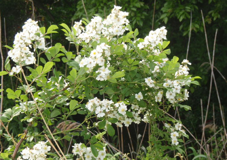 c0075585_030869.jpg