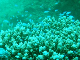 ラチャヤイ島までドンブラコッコ♪_f0144385_2003128.jpg