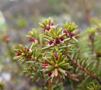 高峰高原に咲く花達_e0120896_628486.jpg