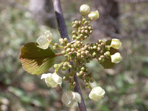 高峰高原に咲く花達_e0120896_6334890.jpg