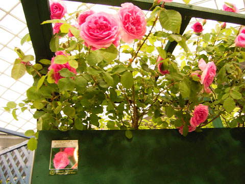 本物のバラ　　　　　Real roses_c0095308_1128716.jpg