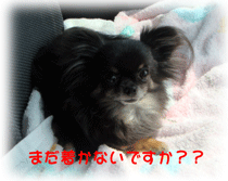 じゅじゅとのデート＆HAPPY BIRTHDAY!!_b0078030_2357024.gif