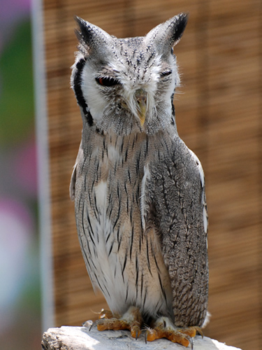 掛川花鳥園 カメラの記憶