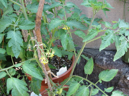 f0068334_16182488.jpg