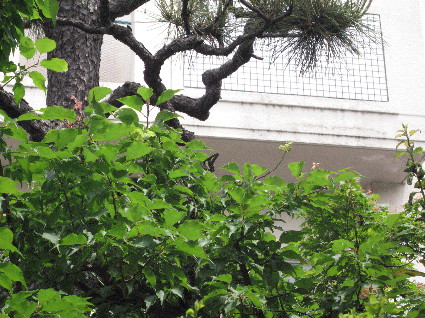 f0068334_1622378.jpg