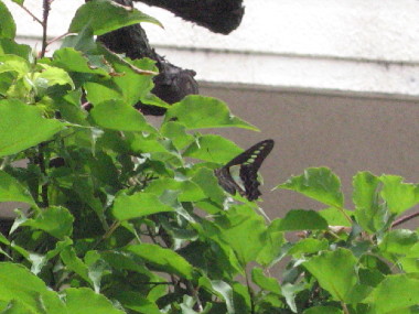f0068334_163078.jpg