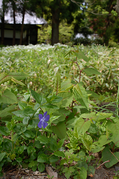 *.*慧日寺の帰り道①*.*_d0118337_8445323.jpg