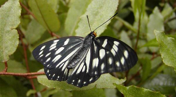 白と黒のマダラ模様の蝶です 今日のｏｎｅ ｓｈｏｔ