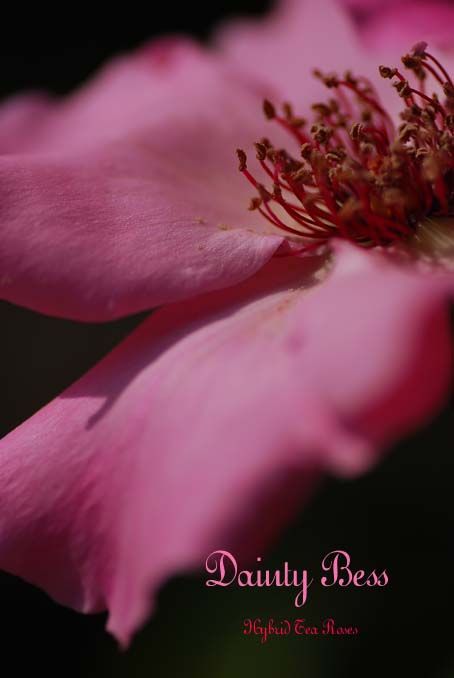 一重の薔薇が好き Reon With Lr Roses 一重の薔薇が好き Reon With Lr Roses