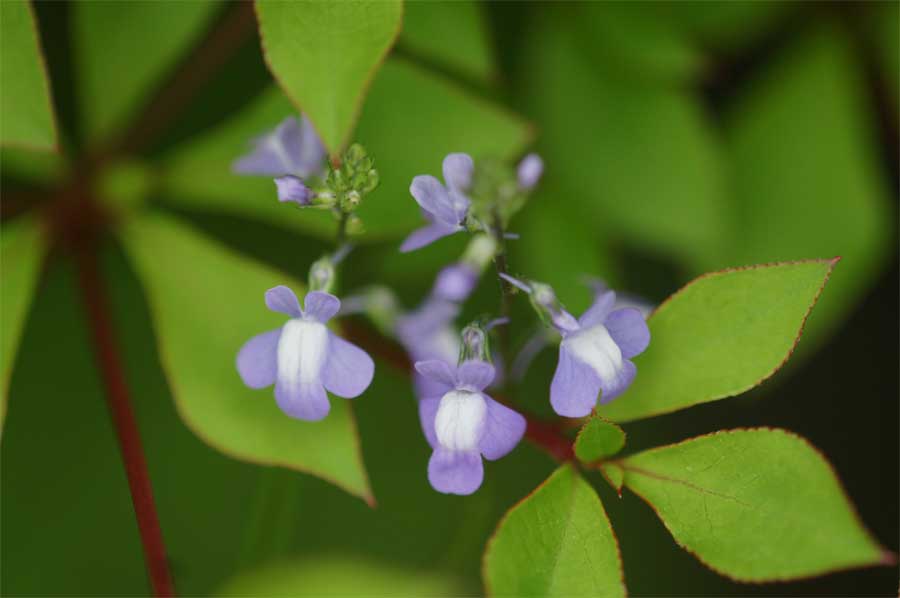 マツバウンラン 花言葉 輝きー 自然を撮る 花と木 自然を撮る 植物編 マツバウンラン 花言葉 輝きー 自然を撮る 花と木 自然を撮る 植物編