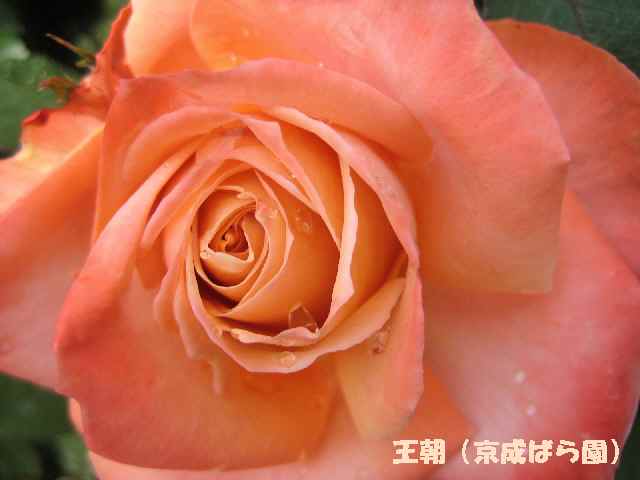 【春薔薇】_b0009849_19224085.jpg