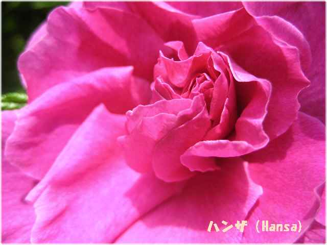 【春薔薇】_b0009849_19231062.jpg