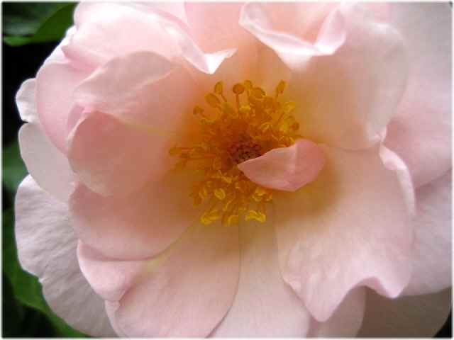 【春薔薇】_b0009849_19232282.jpg