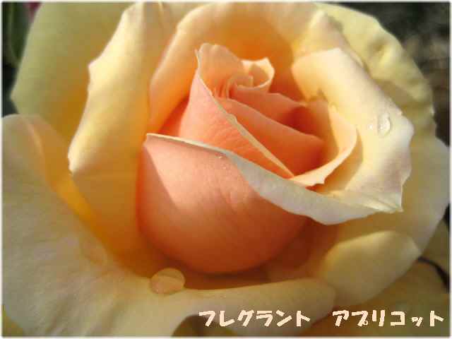 【春薔薇】_b0009849_19234985.jpg