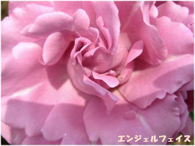 【春薔薇】_b0009849_19241481.jpg