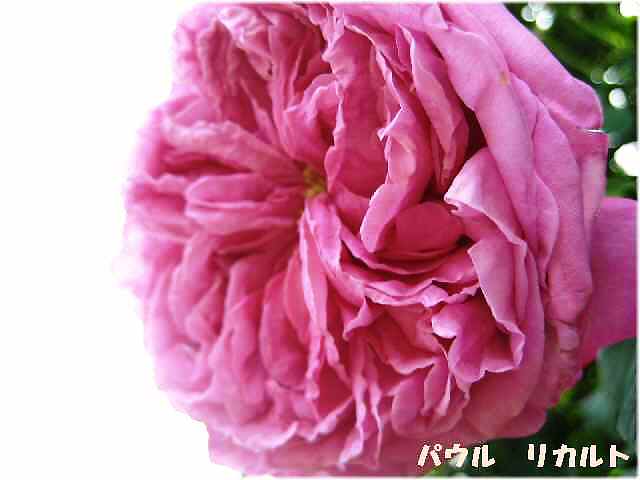 【春薔薇】_b0009849_19245696.jpg