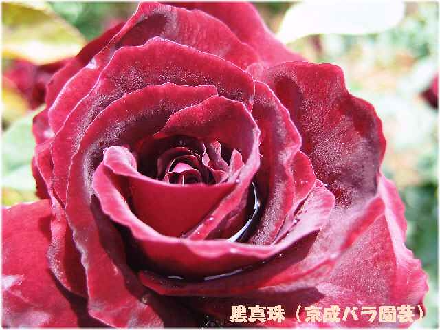 【春薔薇】_b0009849_19252057.jpg