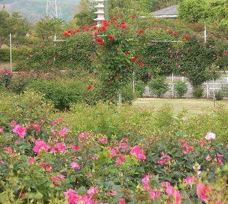 バラが咲き始めた蜂ヶ峰公園の朝_c0153173_61456.jpg