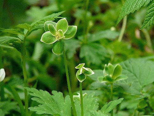 ミドリニリンソウ 緑二輪草 野に咲く北国の花