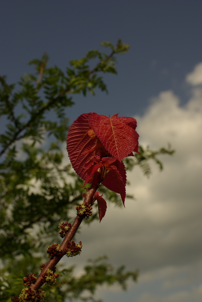 初夏の　紅い葉っぱ_f0137288_17464336.jpg