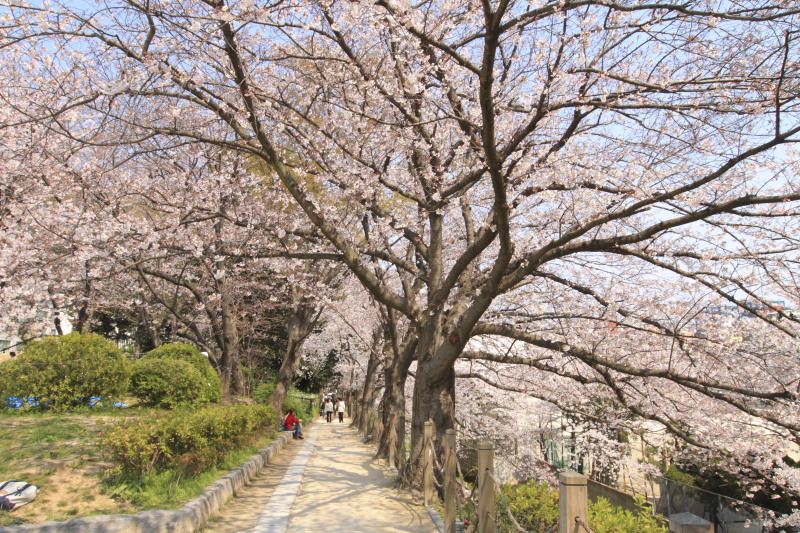 桜を感じに in 舞鶴公園（2008.04.04）　Part2_d0147393_21163015.jpg