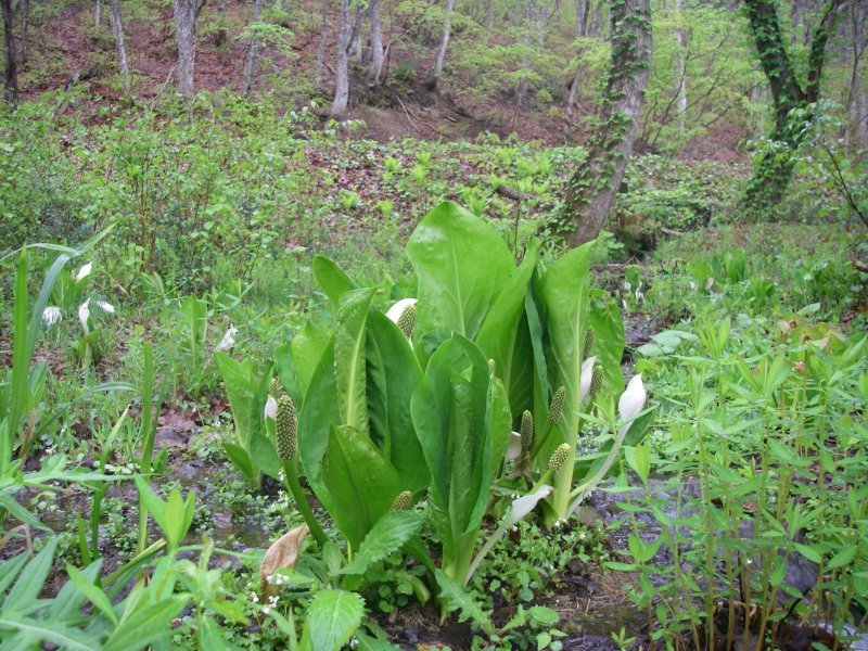 f0129994_11453949.jpg